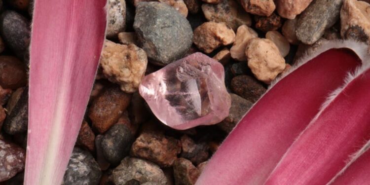 "بايونير ديموند" تبيع ماسة وردية اللون بقيمة 8 ملايين دولار 88 “بايونير ديموند” تبيع ماسة وردية اللون بقيمة 8 ملايين دولار