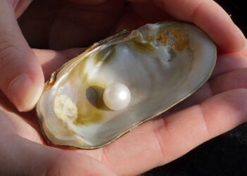 لؤلؤة أبيرنيثي الشهيرة معروضة للبيع بالمزاد العلني بقيمة تقدر بـ 77 ألف دولار