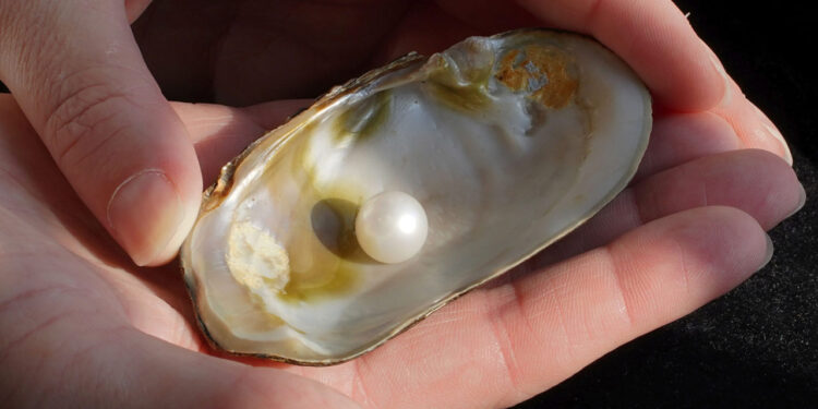 لؤلؤة أبيرنيثي الشهيرة معروضة للبيع بالمزاد العلني بقيمة تقدر بـ 77 ألف دولار 88 لؤلؤة أبيرنيثي الشهيرة معروضة للبيع بالمزاد العلني بقيمة تقدر بـ 77 ألف دولار